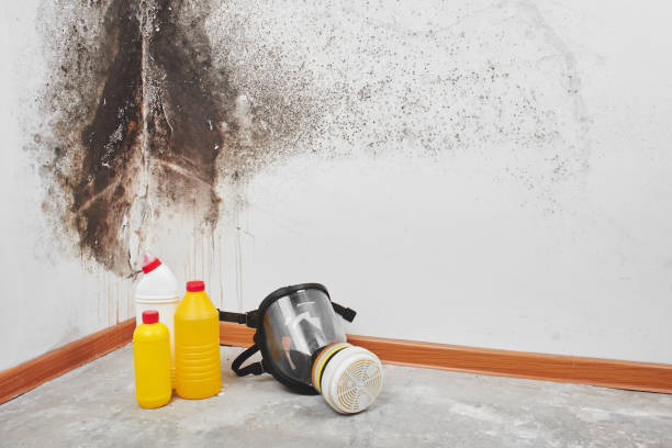 Best Toxic Mold Removal  in East End, AR