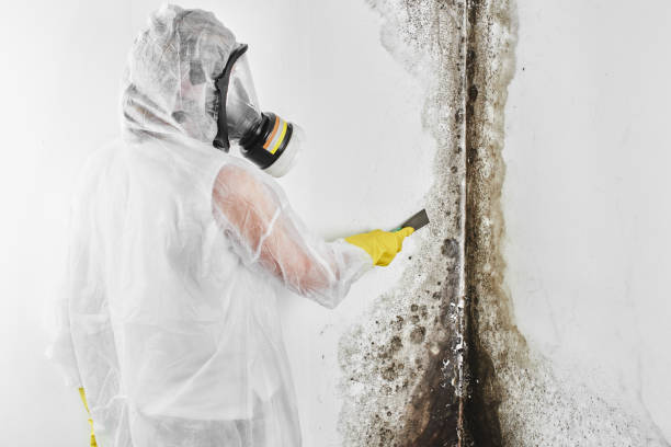 Best Mold Removal Process  in East End, AR