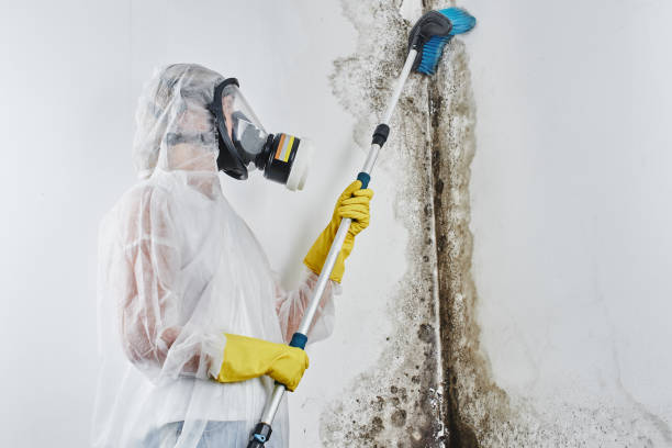 East End, AR Mold Removal Company