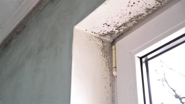 Best Professional Mold Removal  in East End, AR