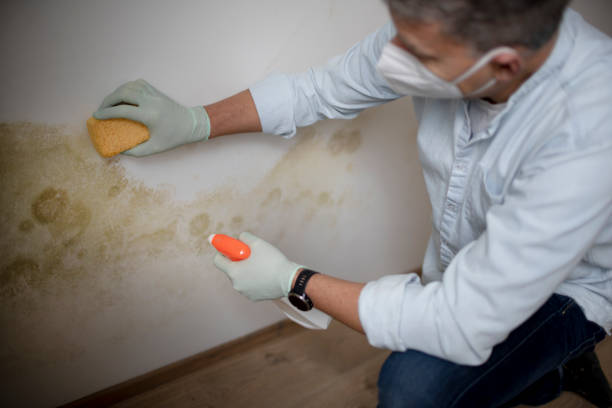 Best Best Mold Removal Companies  in East End, AR
