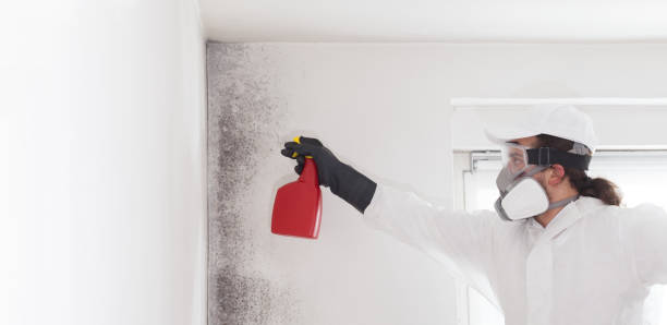 Best Home Mold Removal  in East End, AR