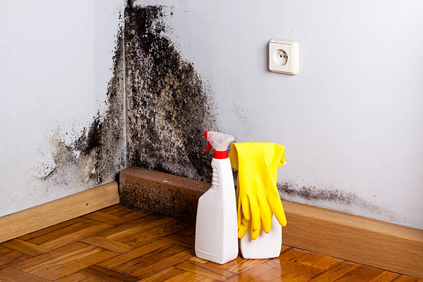 Best Certified Mold Removal  in East End, AR