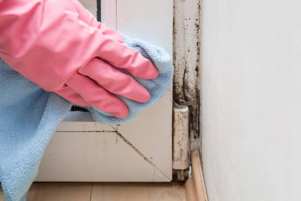 Best Mold Cleaning Services  in East End, AR